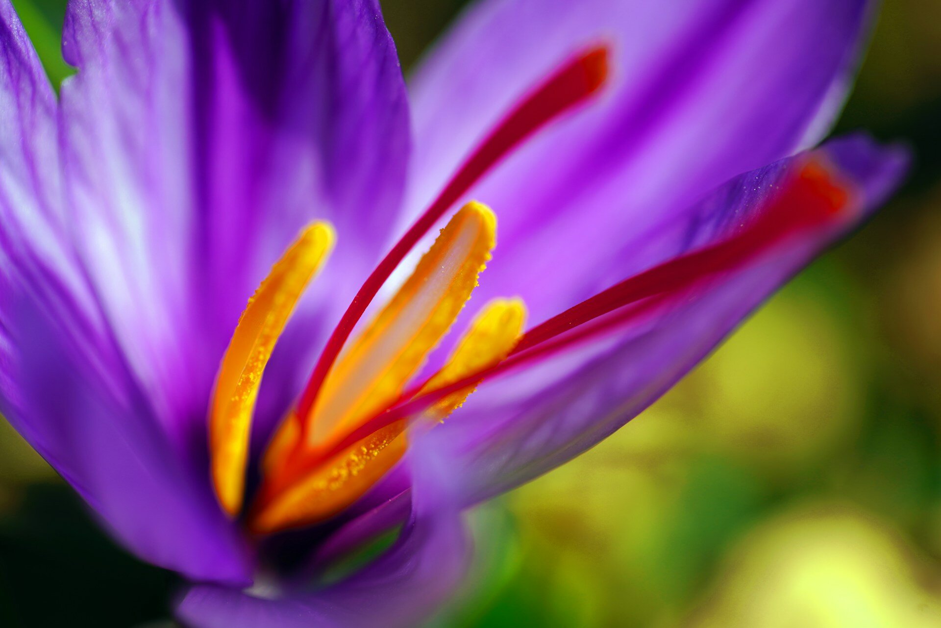 Saffron Flower